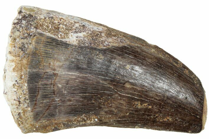 Fossil Mosasaur (Prognathodon) Tooth - Morocco #226680